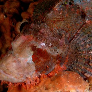 Bearded Scorpion Fish