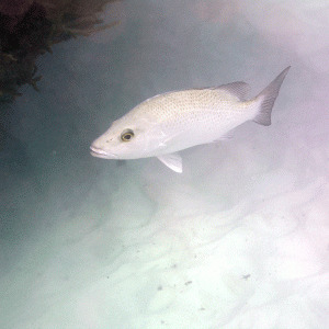 Bermuda---Fish