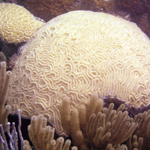 Bermuda---Large-Brain-Coral