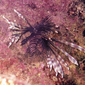 Bermuda---Lion-Fish