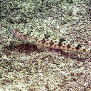 Bermuda---Sand-Diver