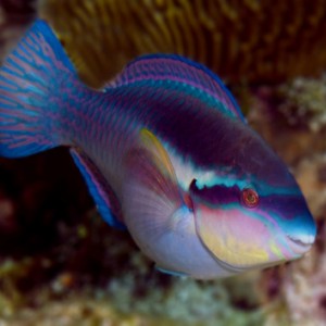 toothy parrotfish