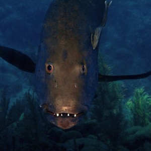 curious grouper