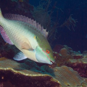 parrotfish