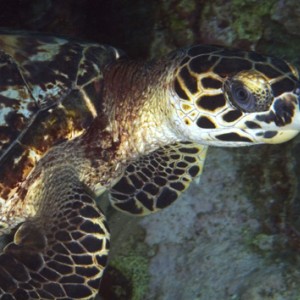 hawksbill