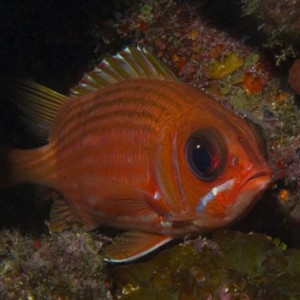 squirreifish