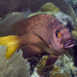 adolescent damselfish