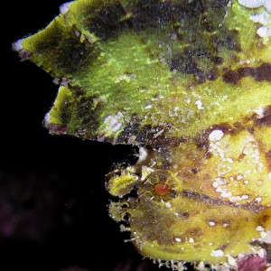 Portrait of a Leaf Scorpionfish