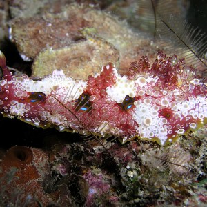 Uncommon Nudibranch