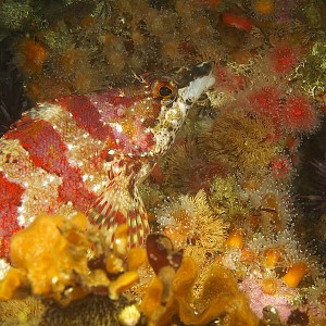 Painted Greenling