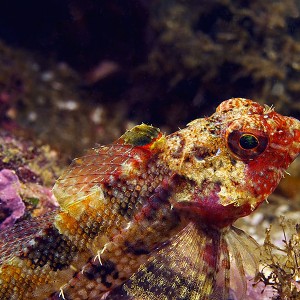 Snubnosed Sculpin