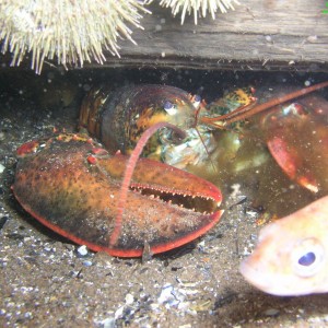 Nova_Scotia_Lobster_2