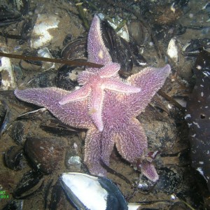 Starfish