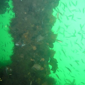 Wreck in Grand Narrows/Cape Breton/Nova Scotia/Canada 3