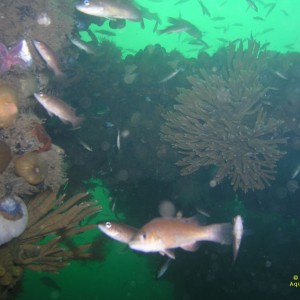 Wreck in Grand Narrows/Cape Breton/Nova Scotia/Canada 2