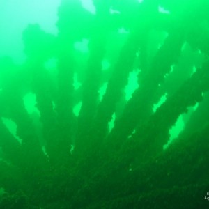 Wreck of the Comet/Kingston/Ontario/Canada 2