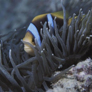 Orange and Black Anemone Fish