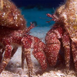 Crabby Couple