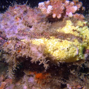 indra_corals