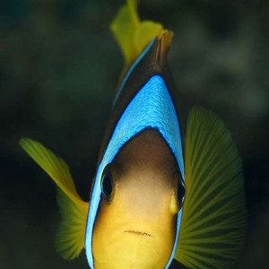 Red Sea Anemone Fish