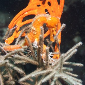 Orange Seahorse