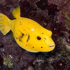 Very rare pufferfish