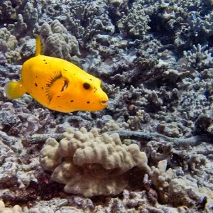 Very rare yellow pufferfish