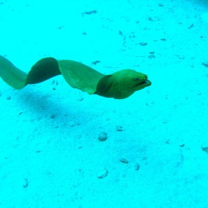 Baby, the moray eel