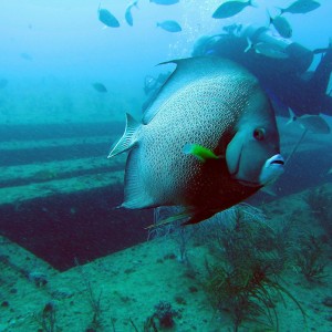 Checking me out. (Gray Angelfish)