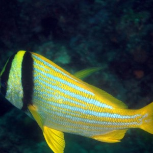 Porkfish