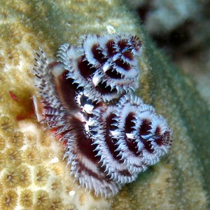 Christmas Tree Worms