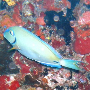 Blue Tang