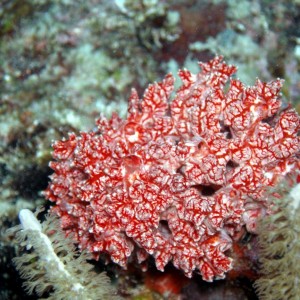 Carnation Coral or Pink Lumpy Sponge (I'm not sure).  If you know, leave me