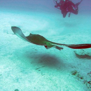 Stingray