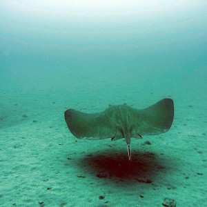 Stingray