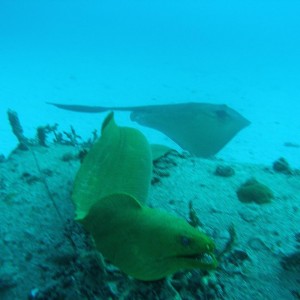 Stingray and Baby, the moray eel