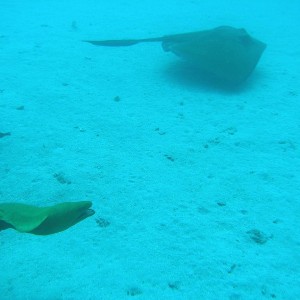 Stingray and Baby, the moray eel