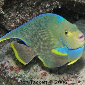 Blue Angelfish, Cay Sal Bank, Bahamas