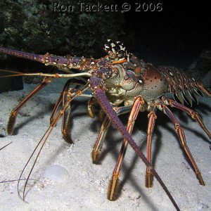 Lobster, Bahamas, Nekton Pilot
