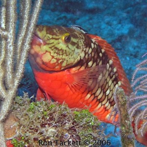 Parrotfish - intermediate stage, Bahamas, Nekton Pilot