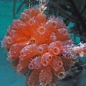 Tunicates, Bahamas, Nekton Pilot, Cay Sal Bank