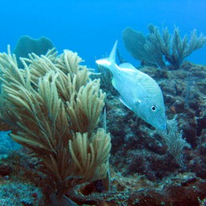 Mancones Reef Mex