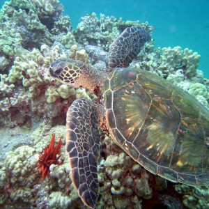 2-4-08_diving_makena_landing_ulua_beach_022