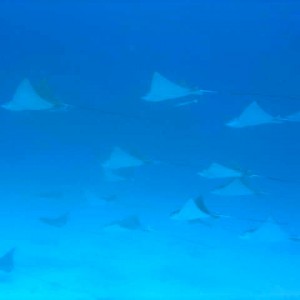 Spotted_Rays_2_2