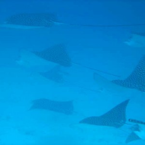 Spotted_Rays_3_3