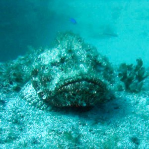 Mushroom Scorpionfish_2_2