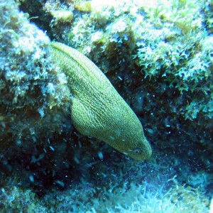 Little_Moray