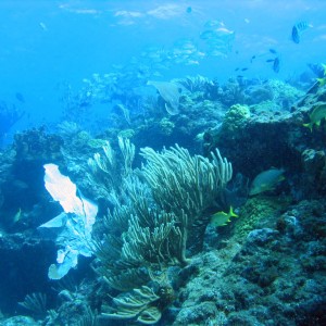 Reef_Scene_1_1