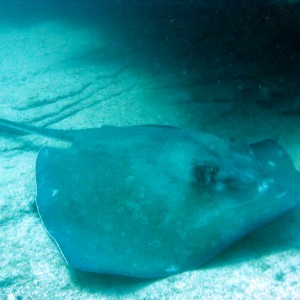 Stingray_21