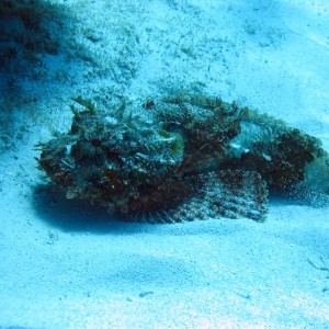 Mushroom Scorpionfish3_3
